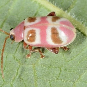 Meet your Posher, Becca